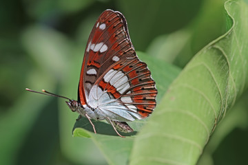 AKDENİZ HANIMELİ - Limenitis reducta  © mylasa
