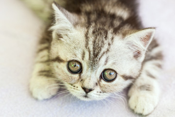 Gray kitten on a blanket.