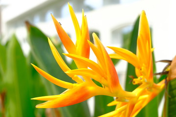 Yellow flower is a Thailand use for decorated in various ceremonies.