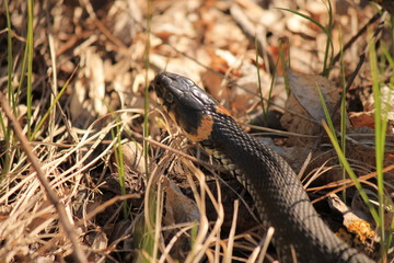 SNAKE IN THE GRASS
