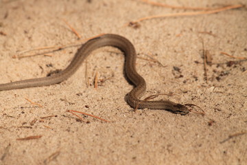 Snake on the sand