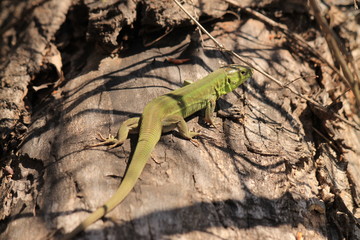 Green lizard on a stone
