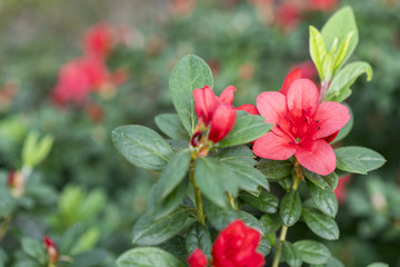 Blossoming azalea flowers in summer.