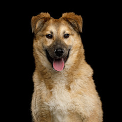 Closeup Portrait of Cute Mongrel Dog Happy Looking in Camera, Isolated on Black Background