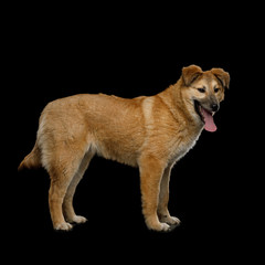 Cute Mongrel Dog Standing and wait, Isolated on Black Background, side view
