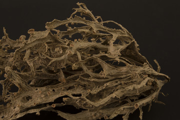 Dried ramalina fraxinea or cartilage lichen closeup abstract background