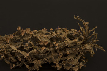 Dried ramalina fraxinea or cartilage lichen closeup abstract background