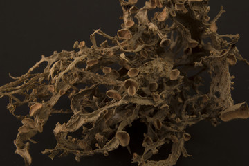 Dried ramalina fraxinea or cartilage lichen closeup abstract background