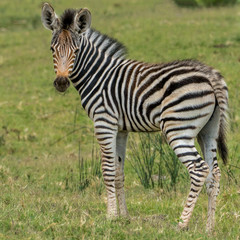 young zebra looking for its mother 