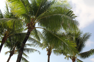 Fototapeta premium Coconut palm trees in Thailand. Holidays, nature and garden