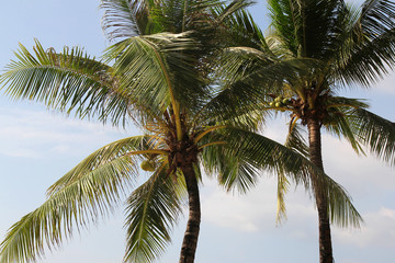 Fototapeta premium Coconut palms on blue sky in Thailand. Nature and holidays.