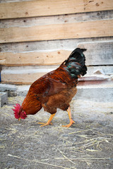 Hahn und Hühner in artgerechter Haltung 