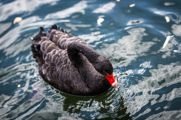 Obraz premium Black Swan in Campo Grande park in Valladolid