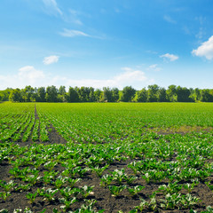 Green beet field and blue sky.