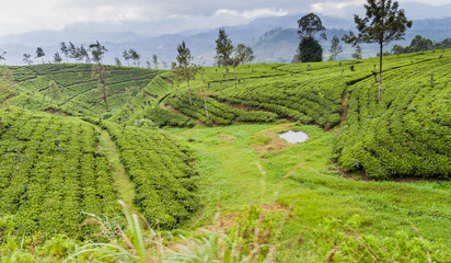 Tea gardens near Nanu Oya village, Sri Lanka