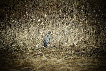 Great Blue Heron Flying in Fall