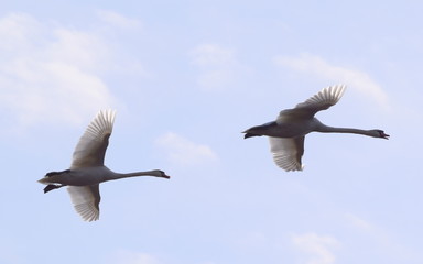 Two Swan Flying Overhead 