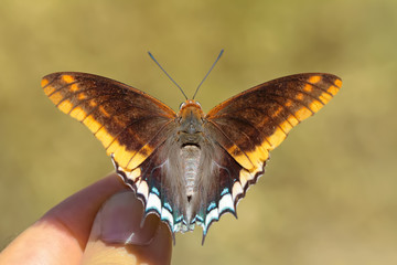ÇİFT KUYRUKLU PAŞA - Charaxes jasius  © mylasa