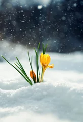 Photo sur Aluminium Crocus yellow snowdrop flowers crocuses make their way on a Sunny spring day from under cold white snow