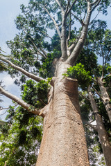 Agathis robusta in Royal Botanic Gardens near Kandy, Sri Lanka