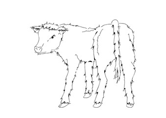 black and white illustration of a calf turning around