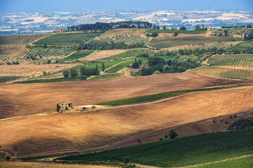 Fototapeta premium Summer landscape near Montepulciano