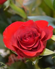 Single rose