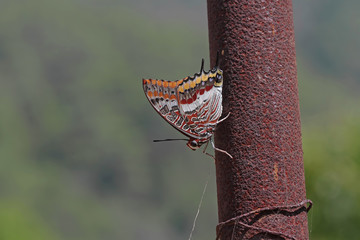 ÇİFT KUYRUKLU PAŞA - Charaxes jasius  © mylasa