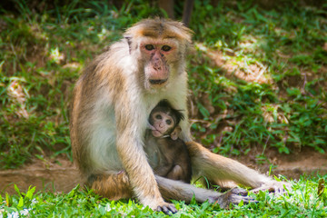 Fototapeta na wymiar Macaque mother breastfeeding its baby in Kandy, Sri Lanka