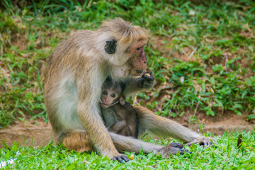 Macaque mother breastfeeding its baby in Kandy, Sri Lanka