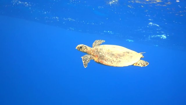 Hawksbill sea turtle swimming in the blue sea underwater, 4K ultra hd 2160p video clip