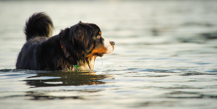 Bernese Mountain Dog outdoor portrait swimming in water