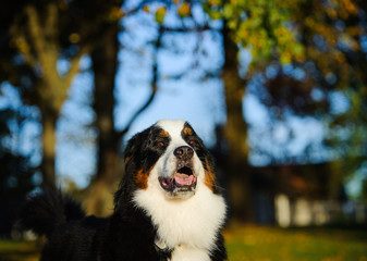 Bernese Mountain Dog outdoor portrait at park