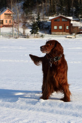 red irish setter walking, winter