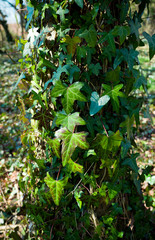 Ivy covering tree trunk