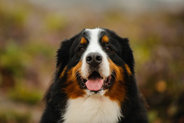 Bernese Mountain Dog outdoor portrait in nature
