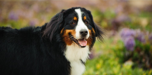 Bernese Mountain Dog outdoor portrait in field of purple flowers