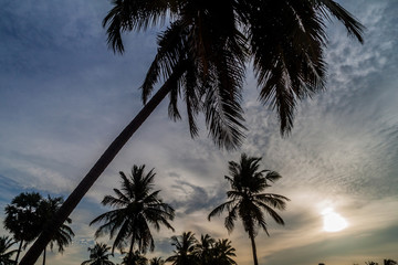 Silhouettes of palms at Nilaveli beach near Trincomalee, Sri Lanka