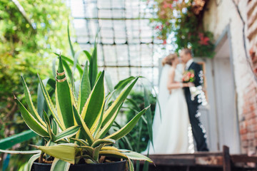 Wedding rings on the aloe leaf.