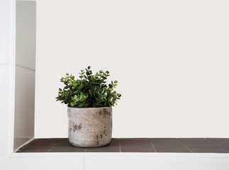 Green house plant in ceramic pot with grey background