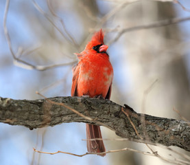 beau cardinal rouge