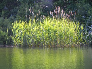 Summer Pond Grass and Reeds