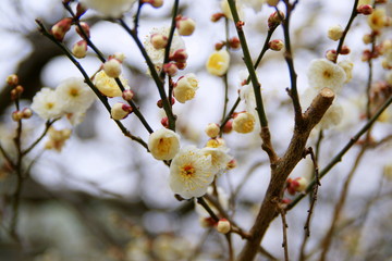 北野天満宮の梅の花