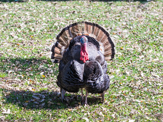 One  turkey male stands with open feathers on a sunny lawn