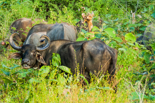 Water buffalo in Uda Walawe National Park, Sri Lanka