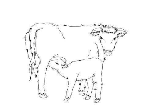 Cow Calf Images, Illustrations & Vectors (Free) - Bigstock
