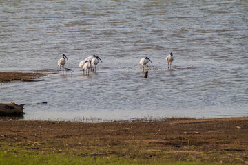 Black-headed ibis (Threskiornis melanocephalus) in Udawalawe National Park, Sri Lanka