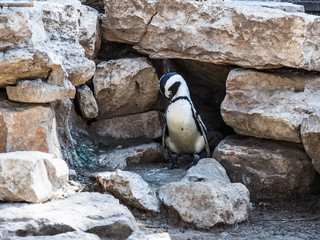 One African  penguin stands and cleans feathers on a sunny afternoon