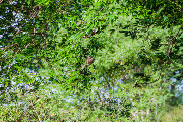 Macaques in Udawalawe National Park, Sri Lanka