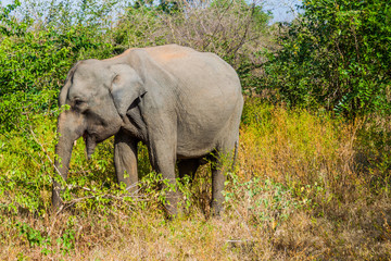Fototapeta premium Sri Lankan elephant (Elephas maximus maximus) in Uda Walawe National Park, Sri Lanka